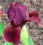 Iris - Vilkdalgis - Red Dendy